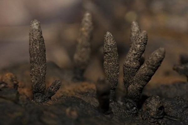 Yürüyüş yaparken karşısına çıktı: Ölü adamın parmakları görenleri dehşete düşürdü